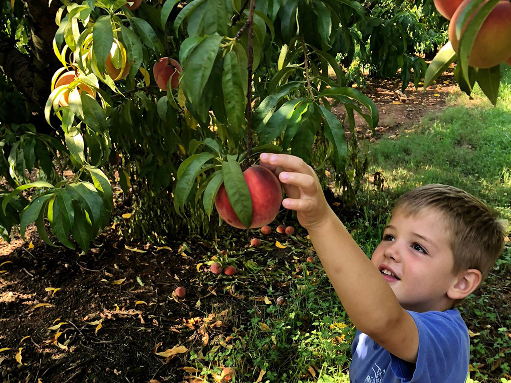Little boy reaching up to pick peach