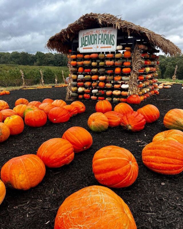 Farmers Only Weekend Harvest - Red Reporter